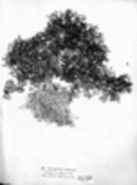 Anaptychia ciliaris image